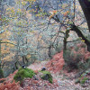 Bosque do Cervo. O Mazo. Outeiro